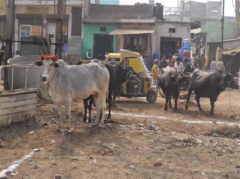  Congressmen at Gandhi Park were tied buffaloes